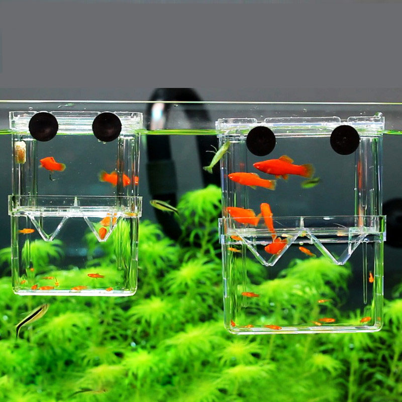 Aquarium Fish Betta - Scatola di isolamento per allevamento di