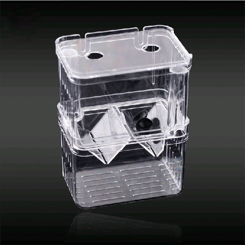Scatola di isolamento per alle - Aquarium Fish Betta recensione e prezzo
